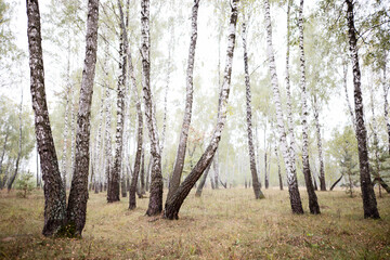 Wall Mural - birch grove in summer, sometimes white-trunked slender beautiful trees