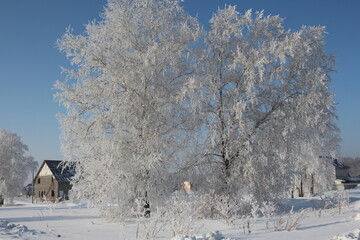 snow frost crystals on white trees in the forest of Siberia in winter in the climate of Russia