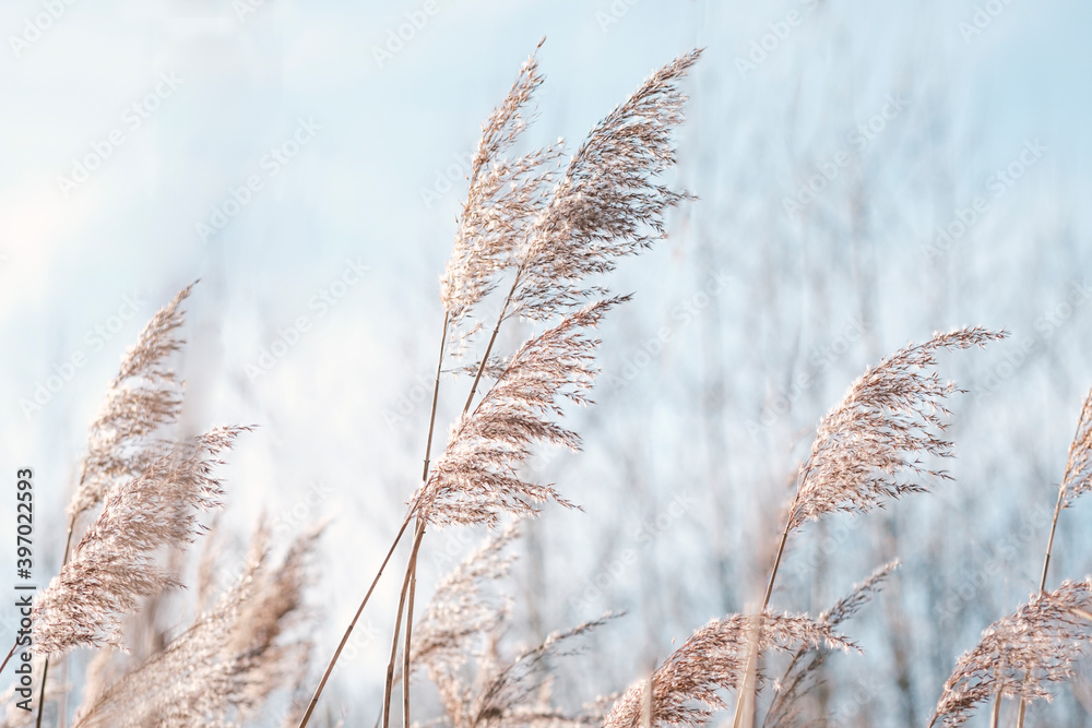Pampas grass on the lake, reed layer, reed seeds. Golden reeds on the lake sway in the wind against the blue sky. Abstract natural background. Beautiful pattern with neutral colors. Selective focus. - obrazy, fototapety, plakaty 