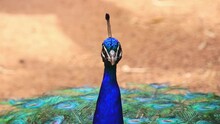 Closeup Of The Head Of An Adult Blue Peacock, The Tail Slowly Retracted