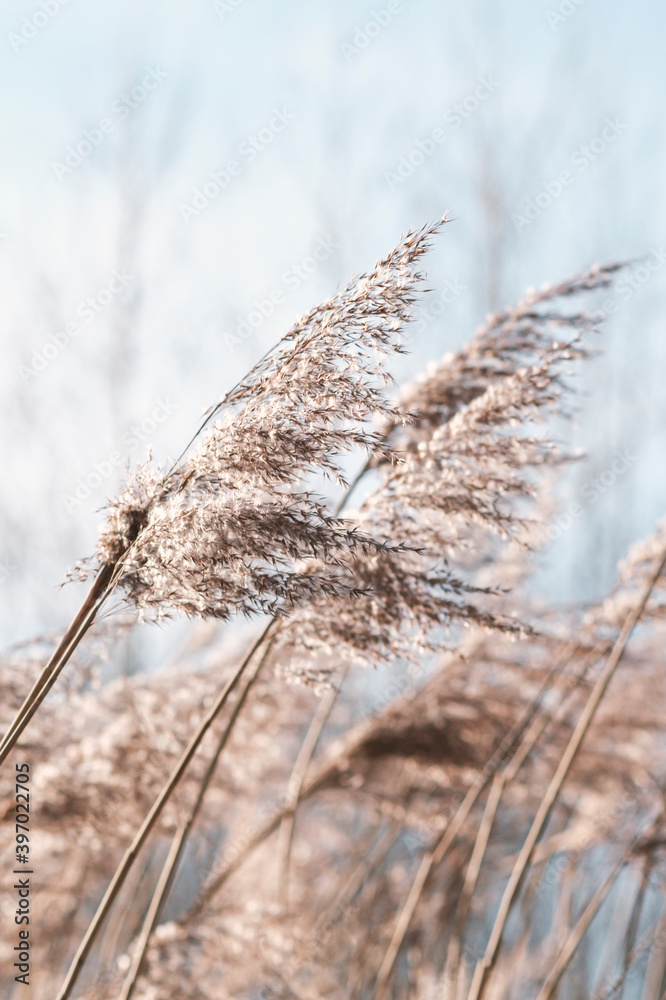 Pampas grass on the lake, reed layer, reed seeds. Golden reeds on the lake sway in the wind against the blue sky. Abstract natural background. Beautiful pattern with neutral colors. Selective focus - obrazy, fototapety, plakaty 