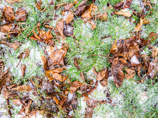 Wall Mural - top view of fallen leaves and green grass on ice-covered frozen lawn after freezing rain on cold aut