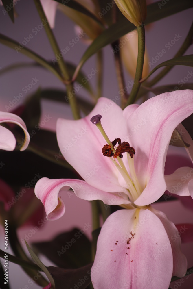 Lilia różowa kwiat płatek pręcik - obrazy, fototapety, plakaty 