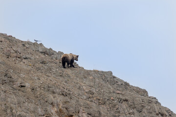 Poster - Grizzly Bear in Denali National Park Alaska in Autumn