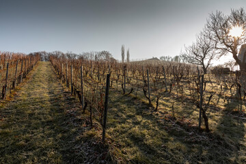 Wall Mural - autumn in southern styria, an old wine growing country in austria named südsteirische weinstrasse