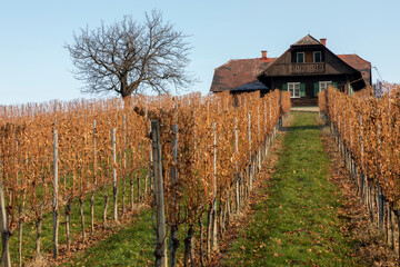 Wall Mural - autumn in southern styria, an old wine growing country in austria named südsteirische weinstrasse