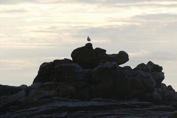 Wall Mural - silhouette of a gull