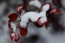 Zweige Des Cotoneaster Im Winter Mit Roten Blättern Unter Schnee Als Hintergrund, Garten Im Winter