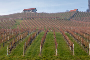 Wall Mural - autumn in southern styria, an old wine growing country in austria named südsteirische weinstrasse