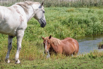 Wall Mural - Horses on a pasturage land over River Narew in the area of Narew National Park in Poland