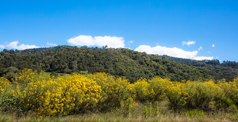 Poster - Flores amarelas e colina com floresta