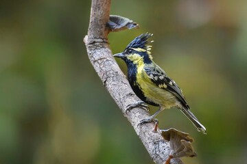 Indian yellow tit