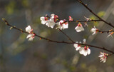 Fototapeta Maki - Spring Flowers_1