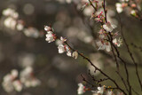 Fototapeta Maki - Spring Flowers