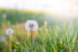 Fototapeta Dmuchawce - White plump dandelion in a meadow among the grass