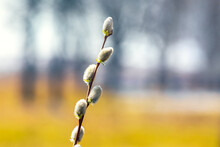 Willow Branch With Catkins On A Background Of Trees, Blurred Background
