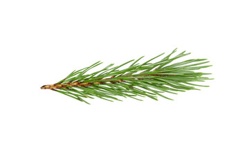Poster - green natural pine branch isolated on white background