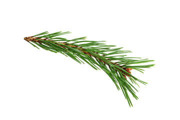 Poster - green natural pine branch isolated on white background