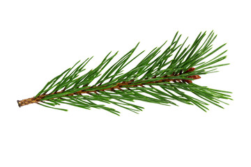Poster - green natural pine branch isolated on white background