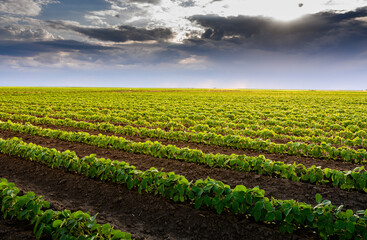 Rain coming over a soybean crop in spring