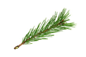Poster - green natural pine branch isolated on white background