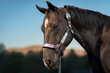 head shot with ears perked forward of Black Beauty the shiny coat show horse