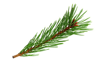 Poster - green natural pine branch isolated on white background