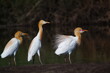 cattle egret are looking for food in rivers or lakes