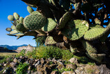 cactus and ruins