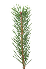 Poster - green natural pine branch isolated on white background