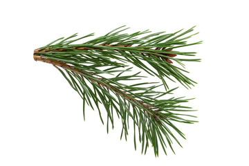 Poster - green natural pine branch isolated on white background