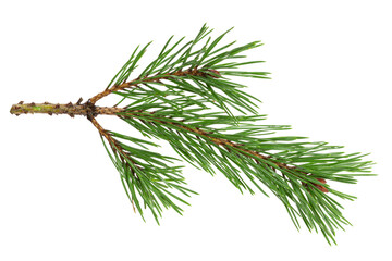 Poster - green natural pine branch isolated on white background