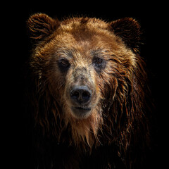 front view of brown bear isolated on black background. portrait of kamchatka bear (ursus arctos beri