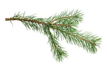 Poster - green natural pine branch isolated on white background