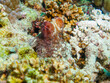 © Tobias - Underwater Life: Common Octopus (Octopus Vulgaris) underwater foto in the Maldives, Octopus outside, swimming