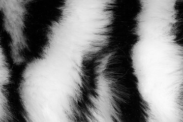 Poster - fur with black white stripes. background for design