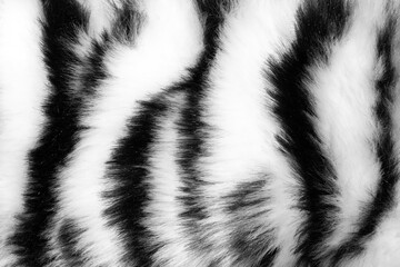 Poster - fur with black white stripes. background for design