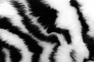 Poster - fur with black white stripes. background for design