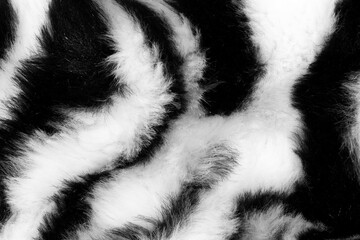 Poster - fur with black white stripes. background for design