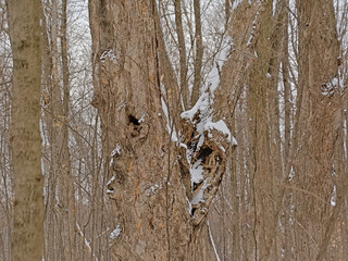 Wall Mural - Bare tree trunks and branches in a winter forest with snow in Gatineau national park, Quebec, Canada 