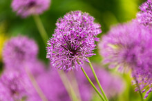 Purple Flowers Allium Ornamental Onion Ball Shape On A Long Stem Spring Summer Garden Green Backdrop Close Up
