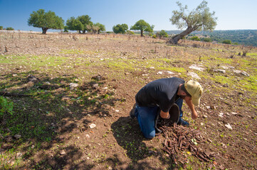 Wall Mural - Carob harvest season: pickers at work in the province of Ragusa, Sicily