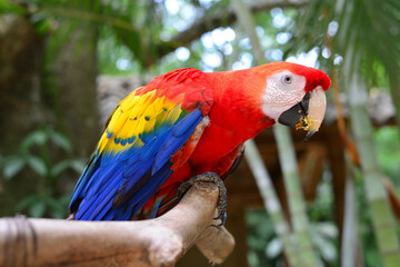 guara roja o guacamaya (ara macao) ave nacional de honduras
