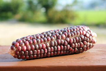 Corn cobs isolated on wood table and nature background