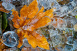 autumn leaves on ice