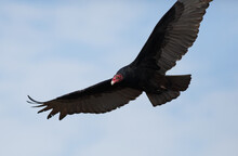 A Turkey Vulture Flying Close By The Camera
