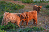 Fototapeta Sawanna - Highland calves graze in a green meadow