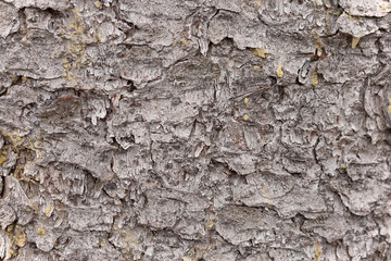 Wall Mural - spruce tree bark with pieces of resin, natural background. close-up photo.