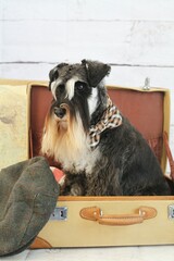 Wall Mural - schnauzer nain