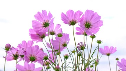 footage 4k, cosmos flowers beautiful in the garden , soft focus pink cosmos flowers